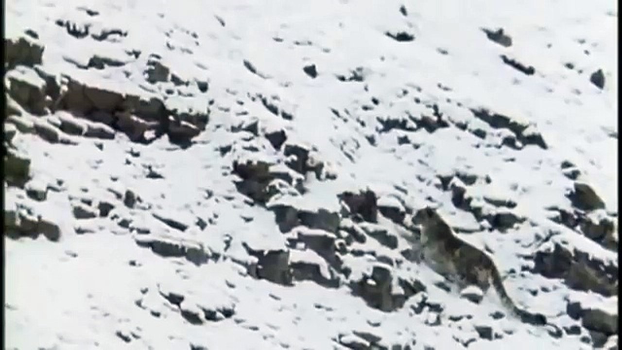 Hunting For The SNOW LEOPARD 62