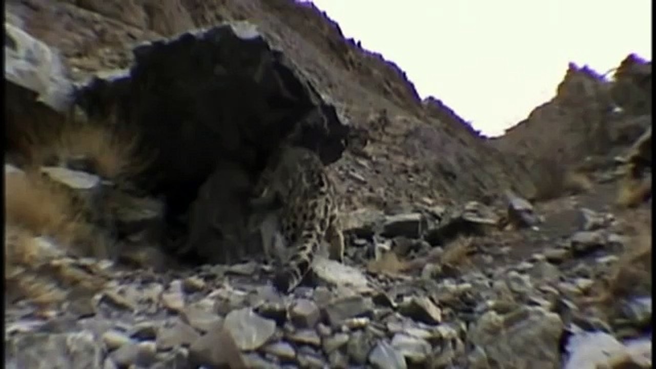 Hunting For The SNOW LEOPARD 74