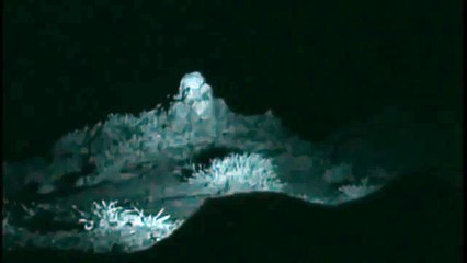 Hunting For The SNOW LEOPARD 77