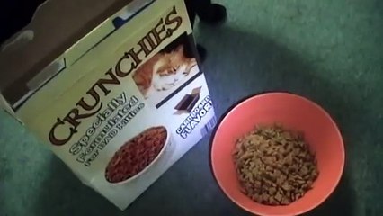 Talking Kitty Cat 12.5 - Unfair