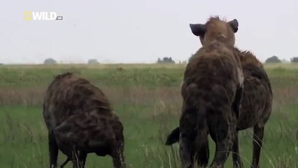 Hyena Bonecrusher Queens Wildlife animals12