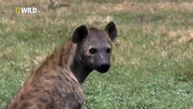 Hyena Bonecrusher Queens Wildlife animals17