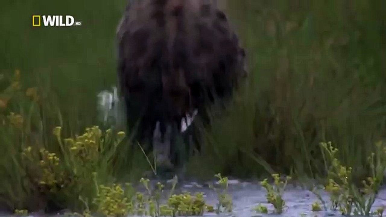 Hyena Bonecrusher Queens Wildlife animals19