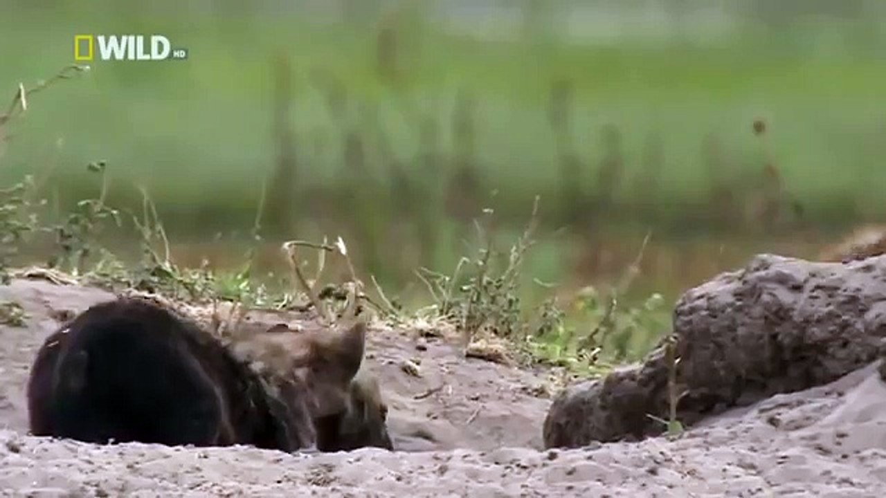 Hyena Bonecrusher Queens Wildlife animals26