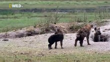 Hyena Bonecrusher Queens Wildlife animals27