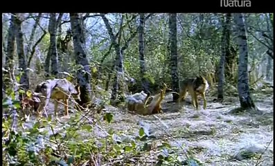 Las montañas del lobo [Documentales Español]