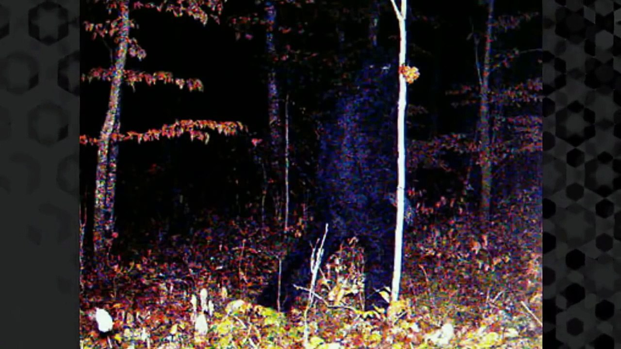 The Most Believable BIGFOOT Sightings Footage