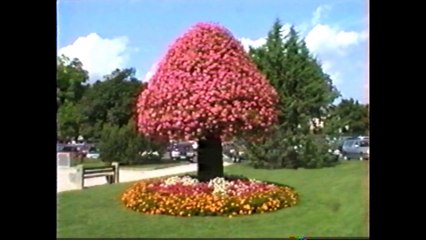 24.  AMERTUME  ET  SOLITUDE  ( Au Carrefour de Ma Vie )