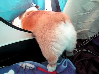 Cute Puppy Struggles To Get Out Of Tent