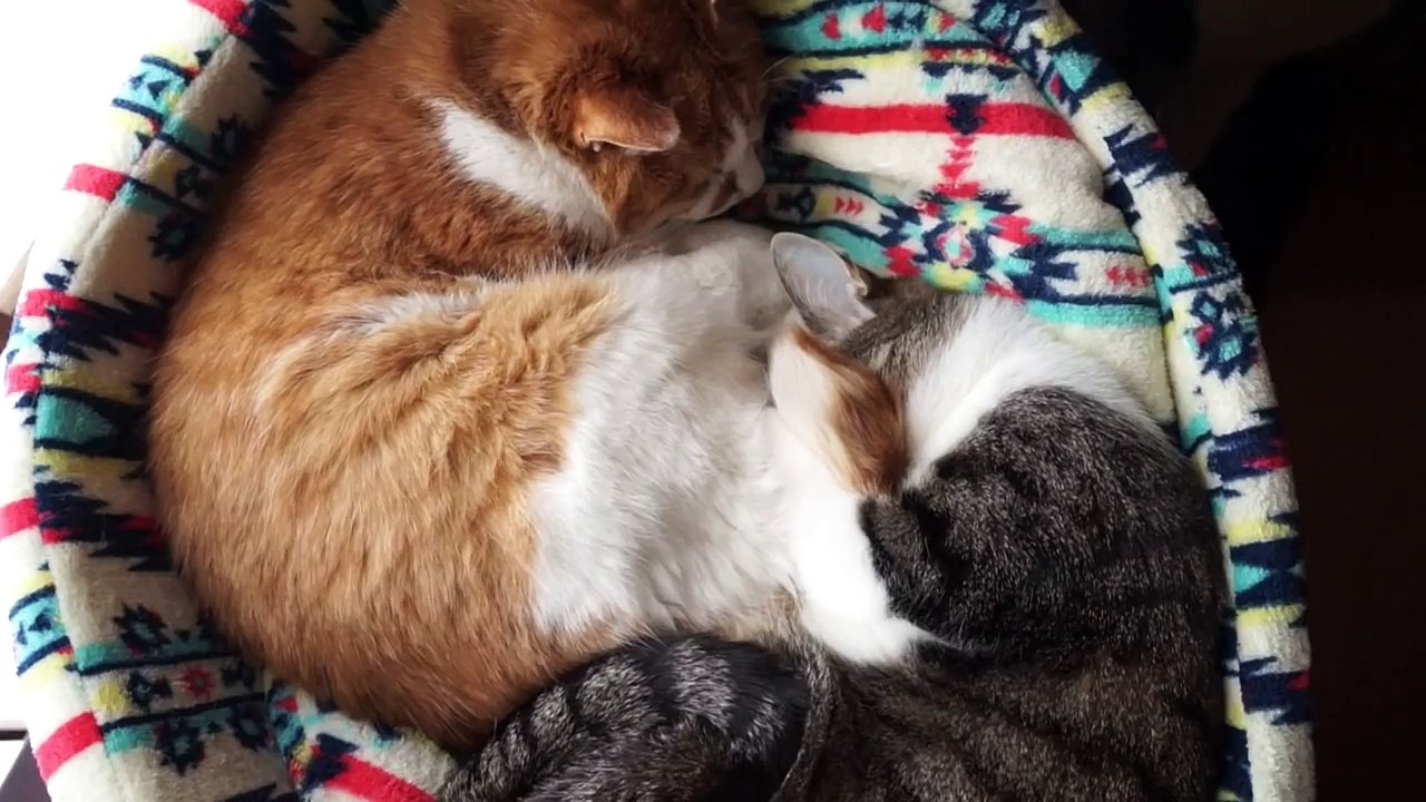 抱きつく猫