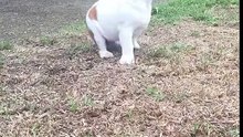 A bulldog puppy experiencing rain for the first time...