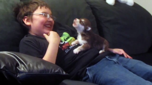 Belka(Alaskan Malamute-Siberian Husky),our 20 day old pup howling