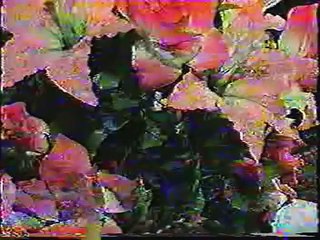 عدنان الجبوري  عرس فياض    دبكة                 1