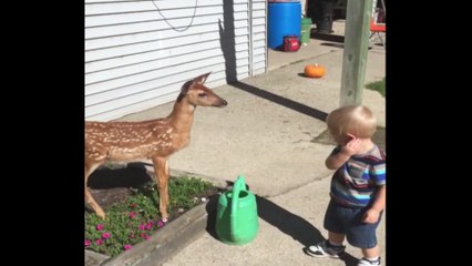 Baby Has Playdate With Baby Deer
