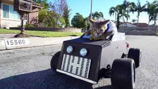 Cat Cop Chase