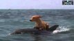 Delfín salva a Perro de ser comido por un Tiburón