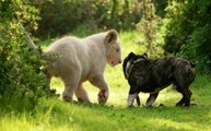 Adorable And Unusual Animal Friendships