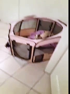 Bien belle fut leur surprise quand ils découvrent la manière dont leur chien se libère de son enclos