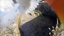Seagull with GoPro