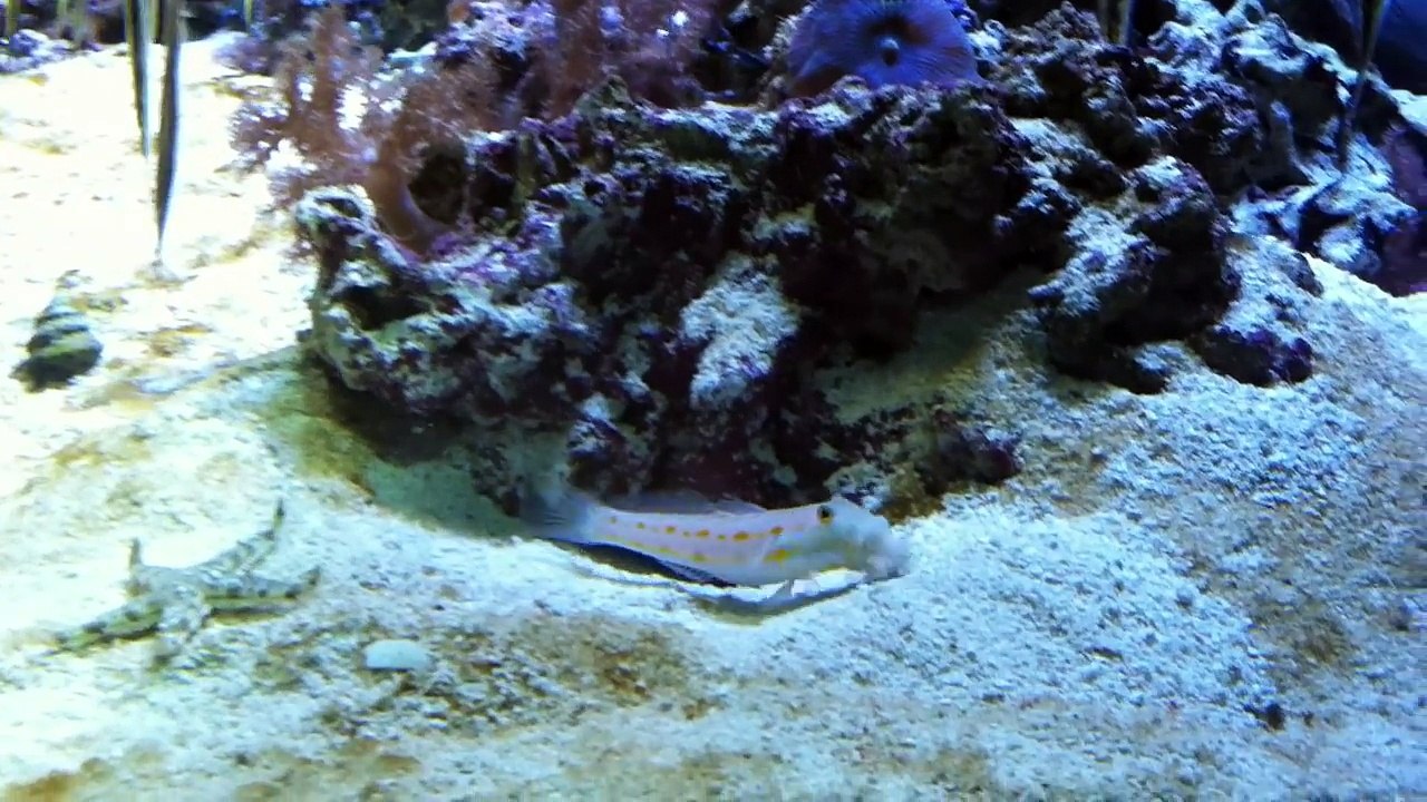Ce poisson défend sa cachette face à une étoile de mer