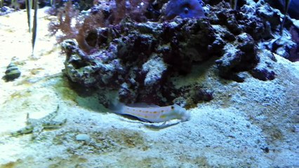 Ce poisson défend sa cachette face à une étoile de mer