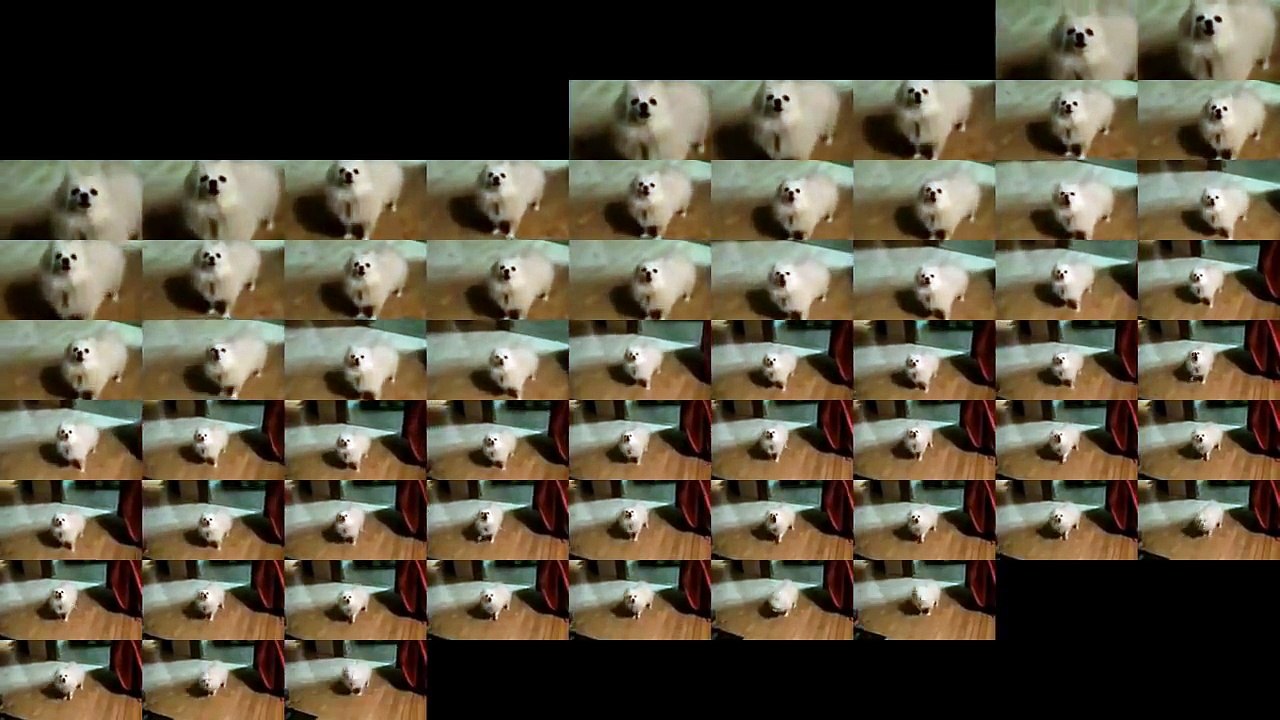 Aboiement d'un chien multiplié 400 milliards de fois !