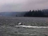 Transient Killer Whales, Stubbs Island Whale Watching, British Columbia, Canada