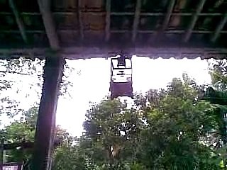 Burung Pleci josss mantap keren