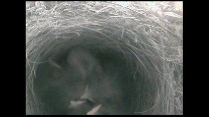 Le club des 5 : Miam miam !