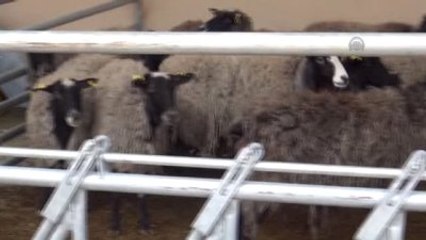 Siirt Üniversitesi Ukrayna'dan Koyun İthal Etti