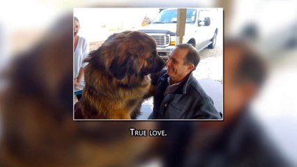 25 Giant Dogs You’ll Be Glad Aren’t Sitting On Your Lap