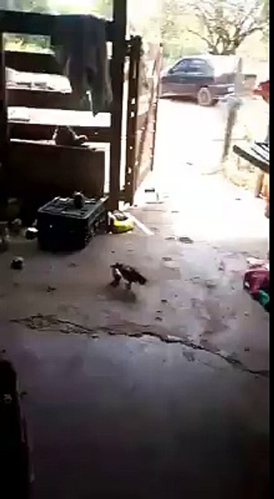 amazing video about a chick