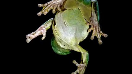 Animals On Glass  World Entertainment YouTube (World Music 720p)