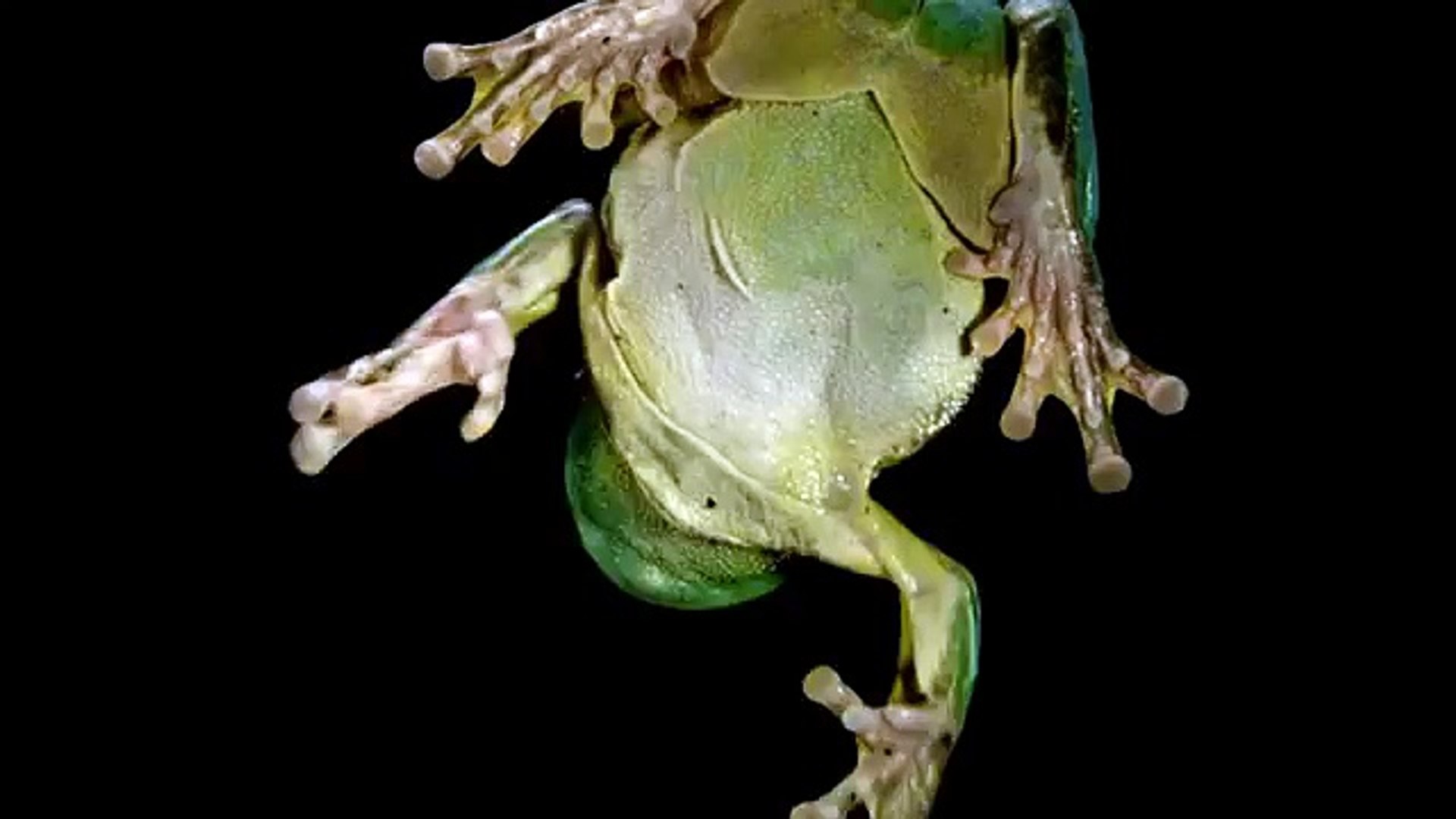 ⁣Animals On Glass  World Entertainment YouTube (World Music 720p)