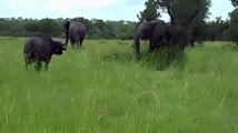 Elephant vs Buffalo - elephant attack and Kill  Buffalo