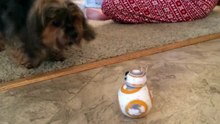 Dog vs. BB-8