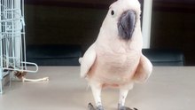 Cockatoo Farts and Runs Away