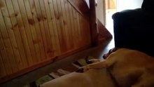 Labrador has a Funny Snore