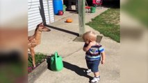 Little Boy Befriends a Baby Deer