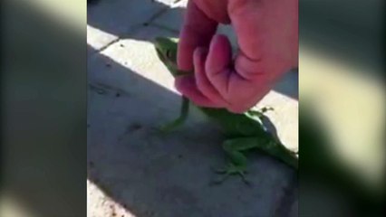 Lizard Climbs Up Scared Man's Shirt