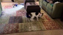 Puppy Chases Leash Around Ottoman
