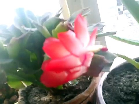 Бухаю бухой Геннадий Горин бухает на 8 марта в доме