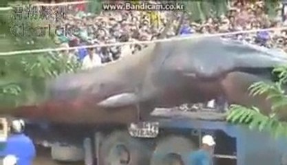 Amazing biggest strange animal in the worlds