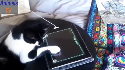 Funny Cats - Crazy Animal Videos Compilation  2016