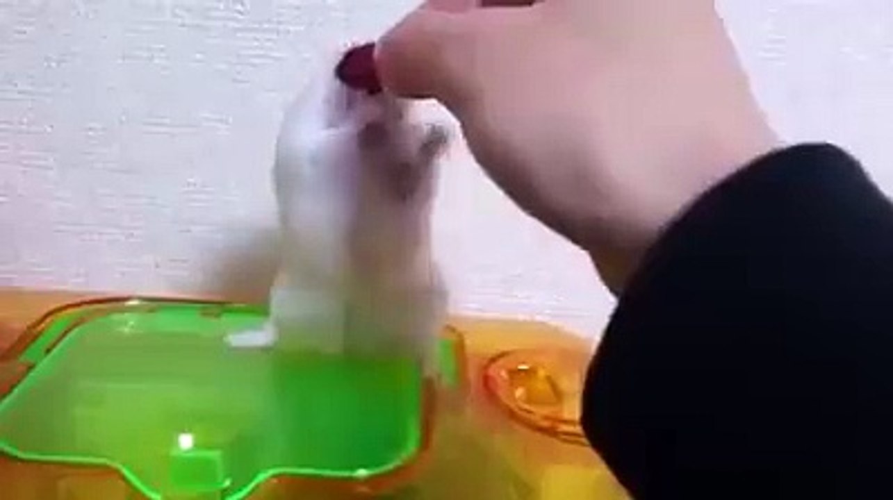 Un rat qui boude quand on lui enlève le pain de la bouche