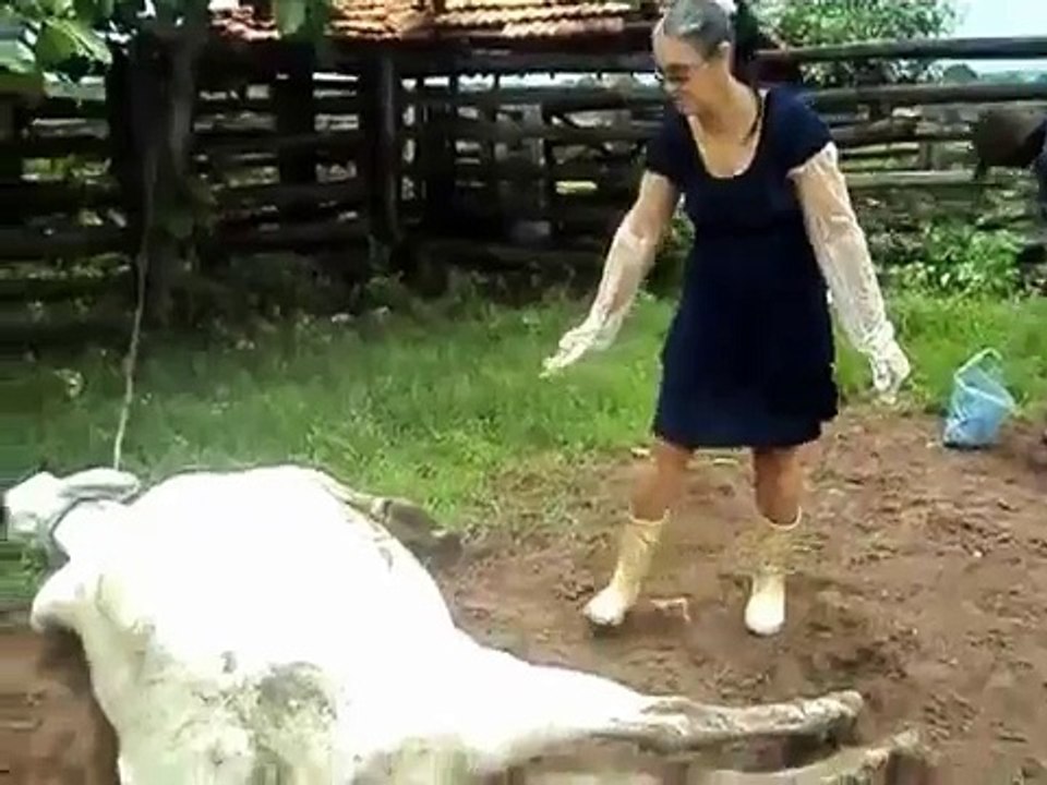 Super patada de una vaca pariendo SOLPRENDENTE!