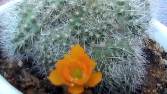 Смешной дедушка говорит про кактус Геннадий Горин