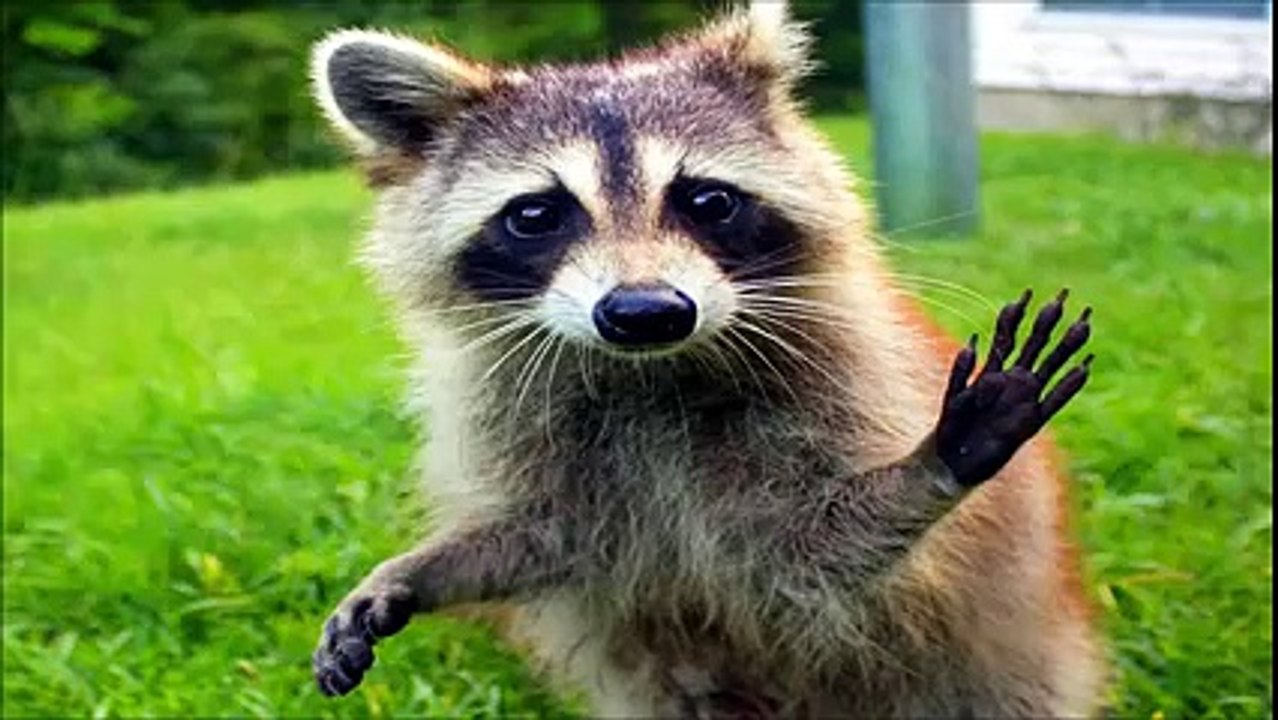 10 En İyi Rakun Videosu