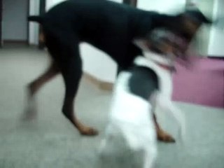 Fighting and Biting Doberman Rat Terrier