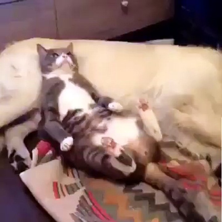 Dalmışım Abi Kusura Bakma